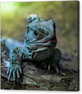 Tuatara Canvas Print