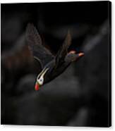 Tufted Puffin Canvas Print