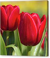 Tulips 12 #floral #tulip Canvas Print