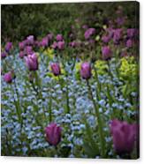 Tulips At Great Dixter Gardens Canvas Print