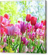 Tulips Pink Growth Canvas Print