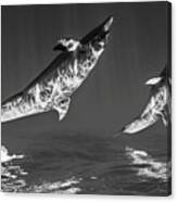 Tursiops Canvas Print