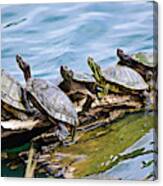 Turtles Sharing The Log Canvas Print