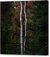 Twisted Birch Trees Canvas Print