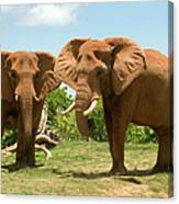 Two African Elephants Canvas Print