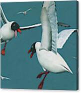 Two Black Seagulls Fighting In Their Natural Habitat Canvas Print