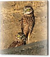 Two Burrowing Owls Canvas Print