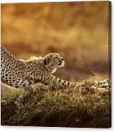 Two Cheetahs Canvas Print