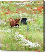 Two Norfolk Cows In Wild Flower Meadow Canvas Print