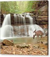 Two Deer At Holly River Falls, West Virginia ?09 Canvas Print