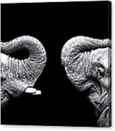 Two Elephants Face To Face Canvas Print