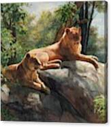 Two Lions In Love Forever Canvas Print