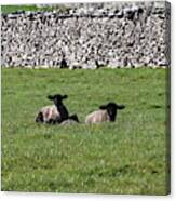 Two Little Lambs Canvas Print