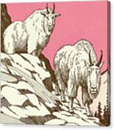 Two Mountain Goats Canvas Print