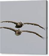 Two Pelicans Over Monterey Bay Canvas Print