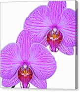 Two Pink Orchid Flowers Canvas Print