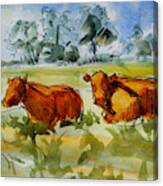Two Red Poll Cows Lying Down Watercolour Painting Canvas Print