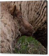 Two Sheep Hanging Out Together. Canvas Print