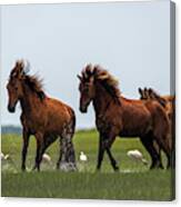Two Stallions Competing Canvas Print