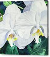 Two White Orchids Canvas Print