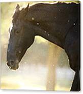 Unbridled Canvas Print