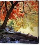 Under The Maple Canvas Print