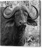 Up Close To The Cape Buffalo, Black And White Canvas Print