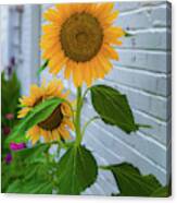 Urban Sunflower Canvas Print