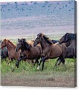 Utah's Wild Horses Canvas Print
