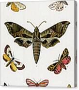 Various American Mothslithograph Canvas Print