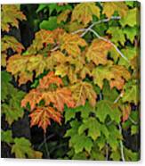Various Stages Of Fall Color On Maple Leaves Canvas Print