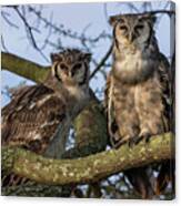 Verreaux Eagle Owls Canvas Print