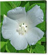 Very Rare Almost All-white Crimson-eyed Rosemallow Dfl0996 Canvas Print