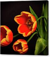 Vibrant Variegated Tulips Canvas Print