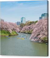 View Of Massive Cherry Blossom Canvas Print