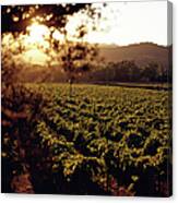 Vineyard, Napa Valley, California, Usa Canvas Print
