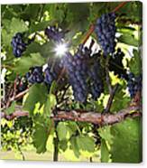 Vineyard Wine Grapes Canvas Print