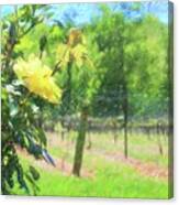 Vineyard Yellow Roses In Spring 3 Canvas Print