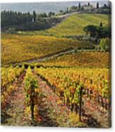 Vineyards In Autumn Canvas Print