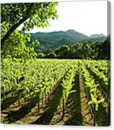 Vineyards, Napa Valley, California Canvas Print