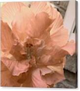 Peachy Vintage Cotton Rose Canvas Print