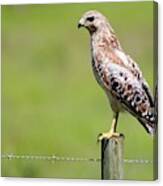 Waiting For A Meal Florida Red-shouldered Hawk Canvas Print
