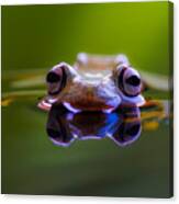 Wallace Flying Frog Canvas Print