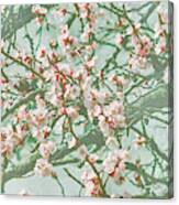 Wallpaper With Cherry Blossom Branch In Japanese Garden In Sprin Canvas Print