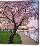 Washington Dc Cherry Trees, Footpath Canvas Print