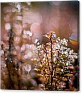 Water Drops On Golden Plant Canvas Print