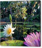 Water Lilies In Pond Canvas Print