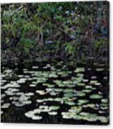 Water Lilies In The Wood Canvas Print