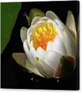 Water Lily 2 Canvas Print