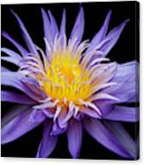 Water Lily Spiky And Purple Canvas Print